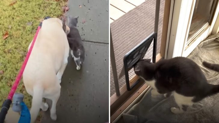 Family Installs A Cat Door Next To Their Doggy Door So Their Dog’s Stalker Can Come In