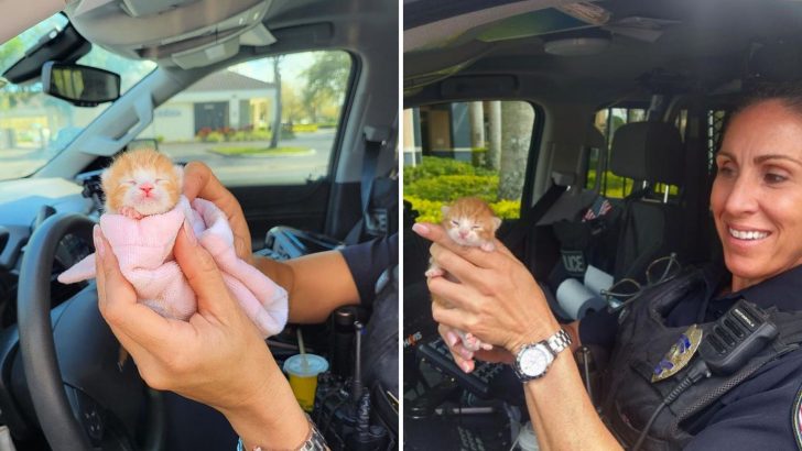 Florida Officer Rescues A Tiny Ginger Kitten With Umbilical Cord At The Very Last Minute