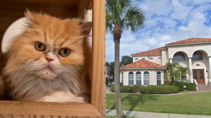 Florida Woman Shocks Everyone After Leaving A Hefty Inheritance To Her 7 Persian Cats