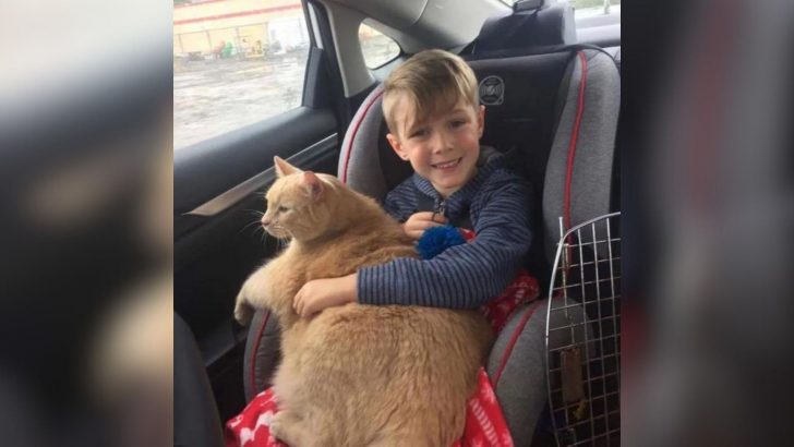 Little Boy’s Kindness Saves An Unwanted Senior Cat From A Life Of Loneliness