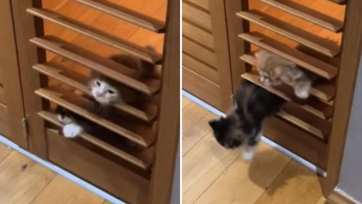 Foster Mom Films Two Of Her Kittens Skillfully Slipping Through Shutter Doors