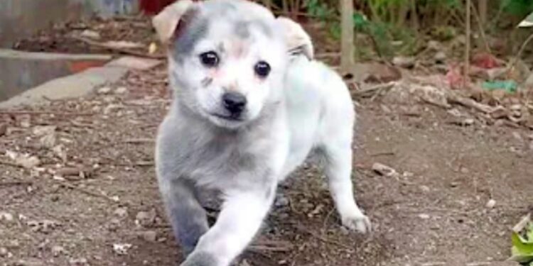 Puppy Limps to Lady Seeking Food, She Gives Him All She Had