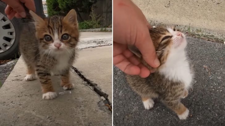 A Good Samaritan Rescues A Tiny Kitten From The Cold Streets And Gives Him A Second Chance