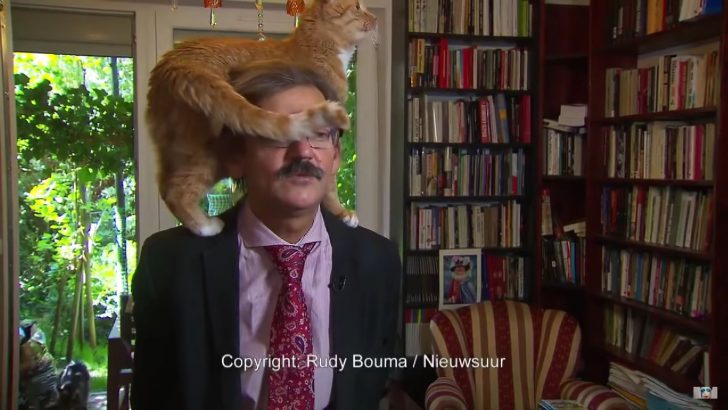 Hilarious Cat Steals The Show By Interrupting His Owner’s TV Interview