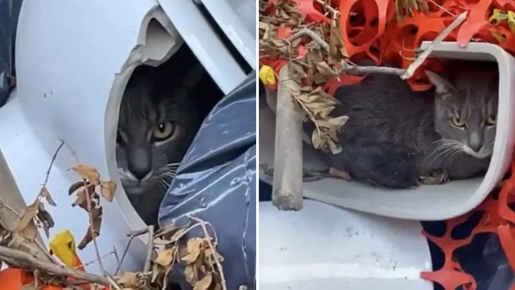 Cat Found In Thrown-Out Toilet Bowl Transforms From Fearful To Affectionate In Minutes