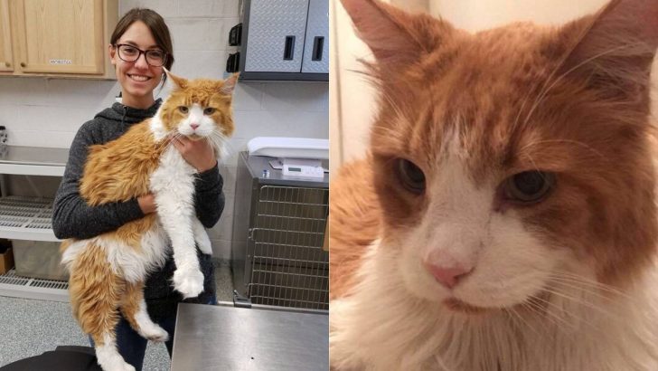 Huge Maine Coon Cat Was Left At The Shelter By His Previous Family, And A Miracle Happens Only A Few Hours Later