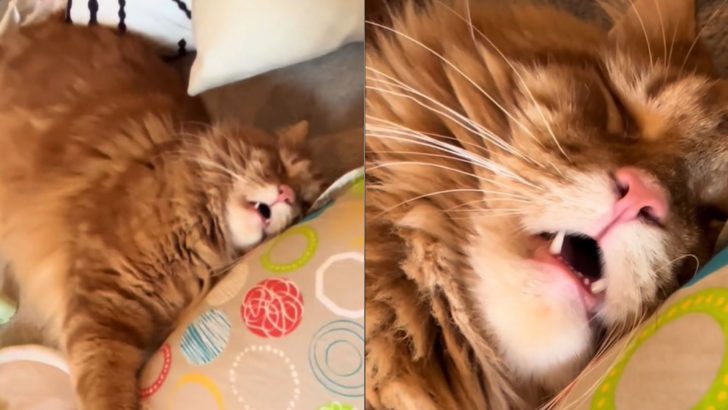 This Ginger Cat Exhausted After A Sleepless Night With The Baby Will Make You Laugh