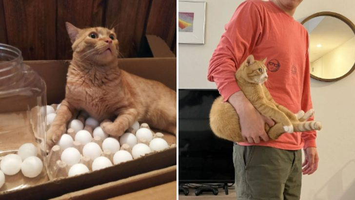 These 30 Photos Of Silly Ginger Cats Are Undoubtedly Going To Make You Laugh