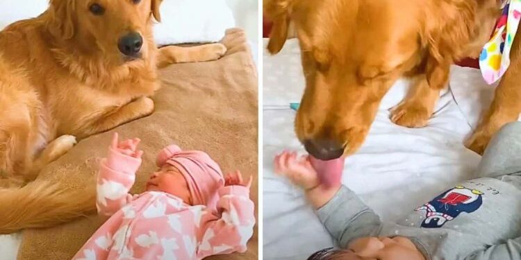 Golden Retriever Gets a Human Sister and Sweetly Cares for the Cute Baby.