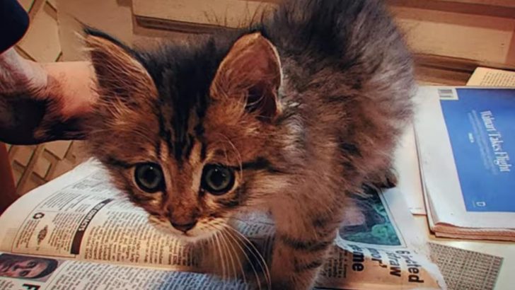 Good Samaritan Finds Kitten Stuck In A Rat Glue Trap And Decides To Help Him