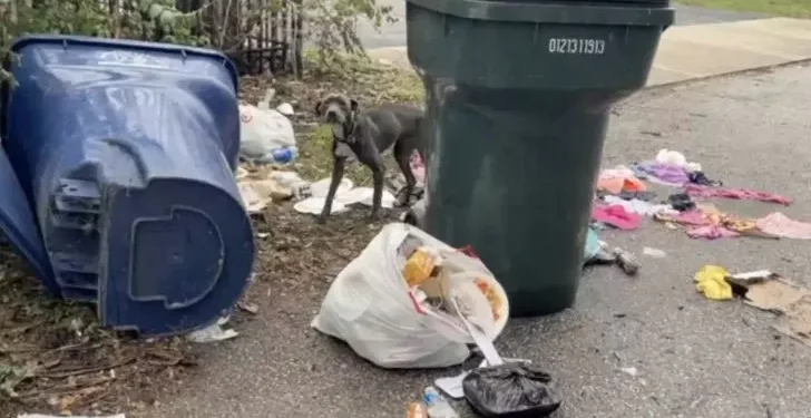 Stray Dog Found on Trash Thanks Rescuers with Hugs.