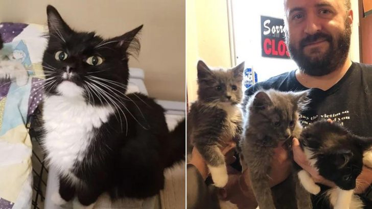 Man Decides To Adopt One Cat But What Happens Next Surprises Everyone