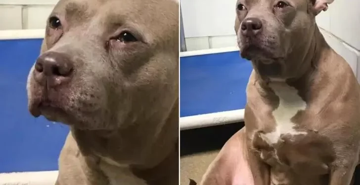 Pitbull Mother Abandoned in Shelter Without Puppies Couldn’t Stop The Tears