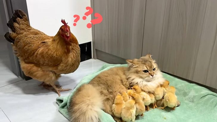 British Shorthair Gets Caught Snuggling With A Bunch Of Golden Chicks