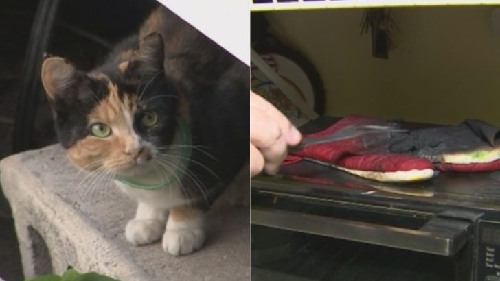 Incredible Calico Cat Becomes A Hero After Saving Her Sleeping Family From A Dangerous Fire