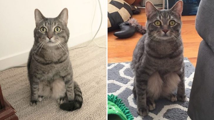 Hilarious Rescue Cat Sits In A Human Squat And Plays Fetch Like A Dog