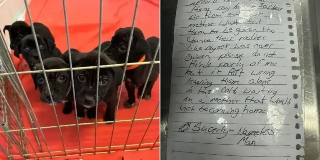 Homeless Man Leaves Puppies at Shelter With Sad Letter