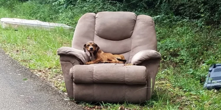 Lonely Dog With Only A Sofa Still Holds Hope For Owner’s Return