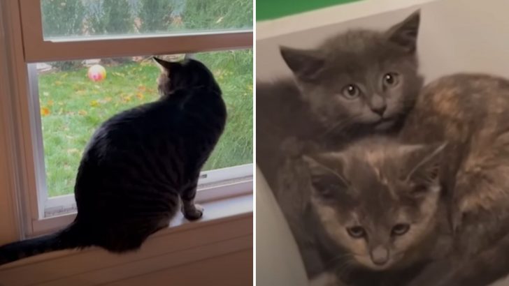 Cat Notices Two Stray Kittens Outside His Window And Meows Loudly To Alert His Owners