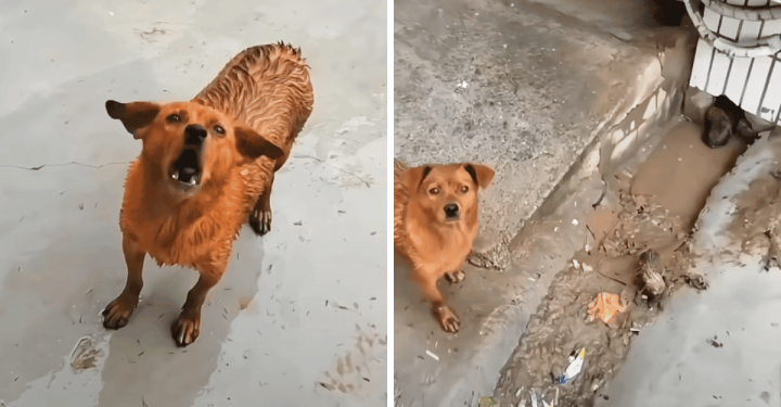 Stray Dog Asks Man to Follow to Show Him Something