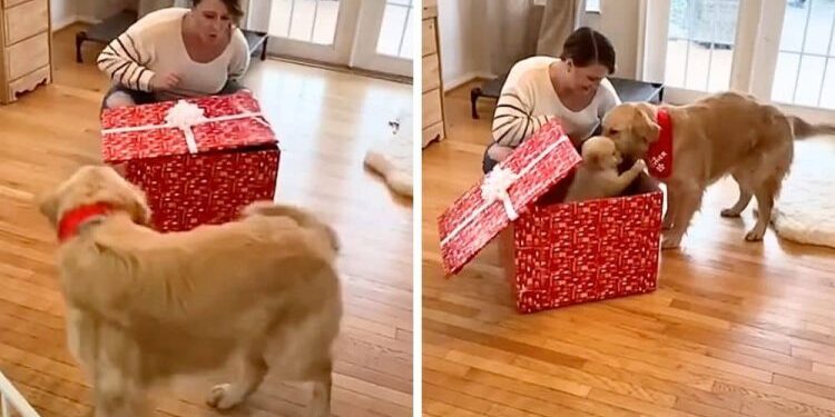 Golden Retriever Meets Christmas Puppy in Heartwarming Surprise