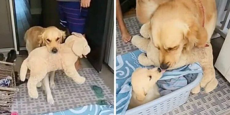 Dog Needs Stuffed Animal for Comfort and His Reaction to Getting a Real Friend Is Super Sweet.