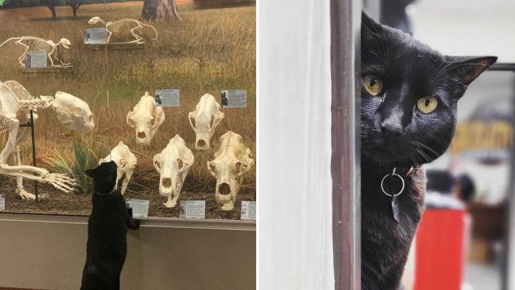 Indiana Bones, Oklahoma City Museum’s Furry Resident Loves To Plays Hide and Seek