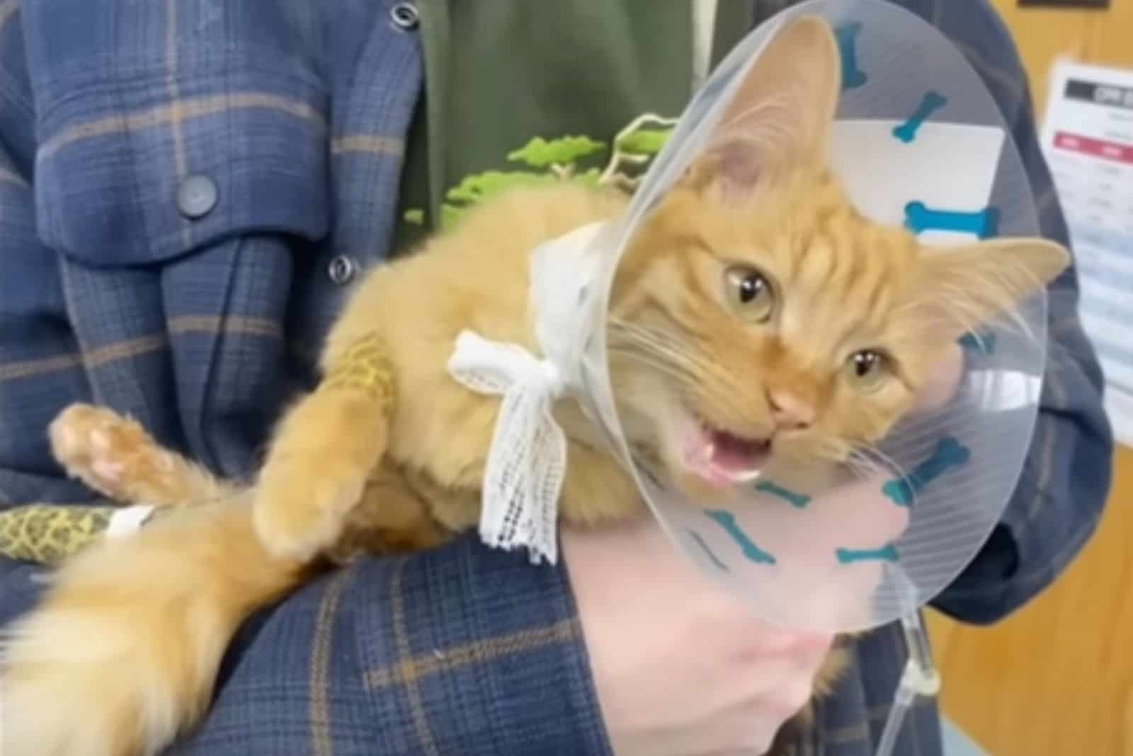 Juice the orange cat wearing a cone