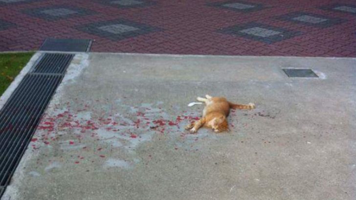 Passerby Horrified To Discover A Ginger Cat Lying In Pool Of Blood