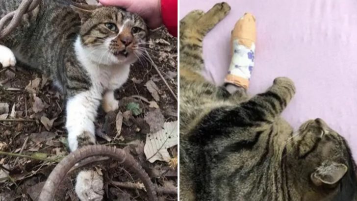 Kind Woman Rescues A Helpless Cat With An Injured Paw From A Gruesome Trap