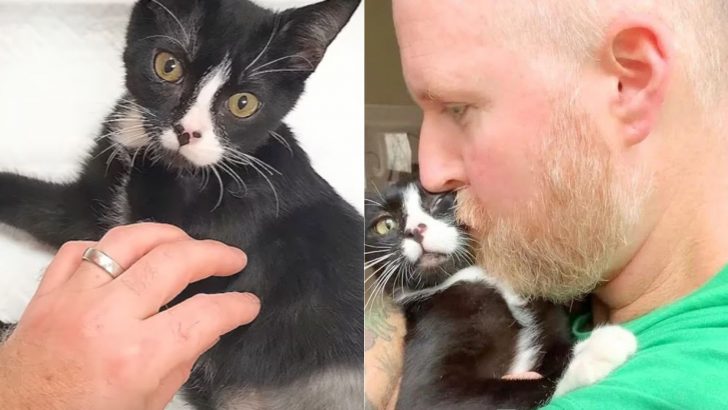 Man Risks His Marriage By Travelling 500 Miles Just To Save A Three-Legged Cat From Euthanasia