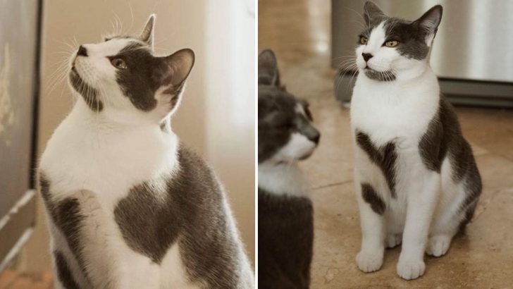 Kitten Covered In Heart-Shaped Markings Gives And Receives All The Love