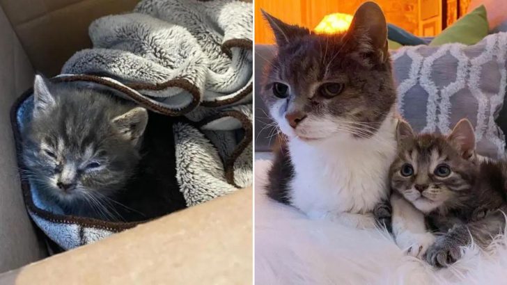 Tiny Kitten Was Too Weak Too Eat But Completely Transforms After Finding Love Next To A Senior Cat