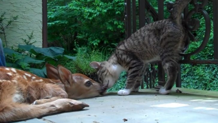 Camera Captures A Heartwarming Meeting Between A Kitten And A Baby Deer