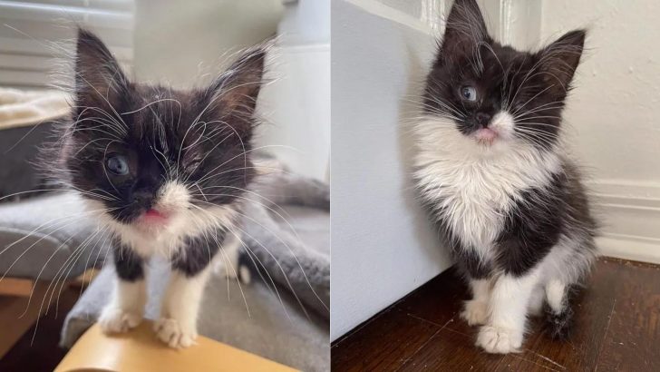 Kitten With A Winking Face Appears At The Family’s House In Orlando Meowing For Attention