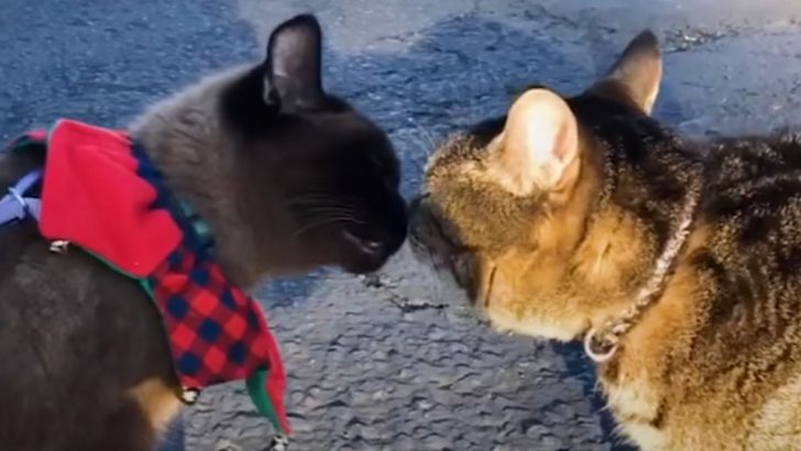 Kitty Goes For A Walk And Meets Her New Boyfriend