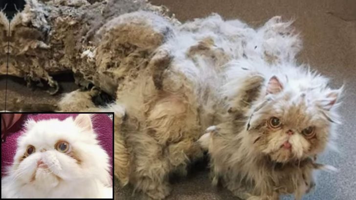 Life-Changing Grooming Session Transforms Extremely Matted Persian Cat’s Fate Forever