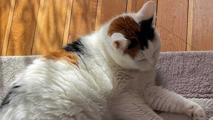 Grieving Cat Can’t Hide Tears After Losing Her Dearest Sister