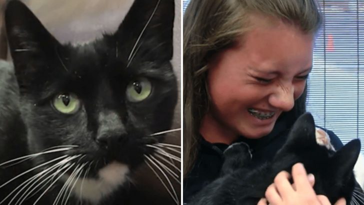 Lost Cat Crosses 32 Miles Through The Utah Mountains For A Heartwarming Reason