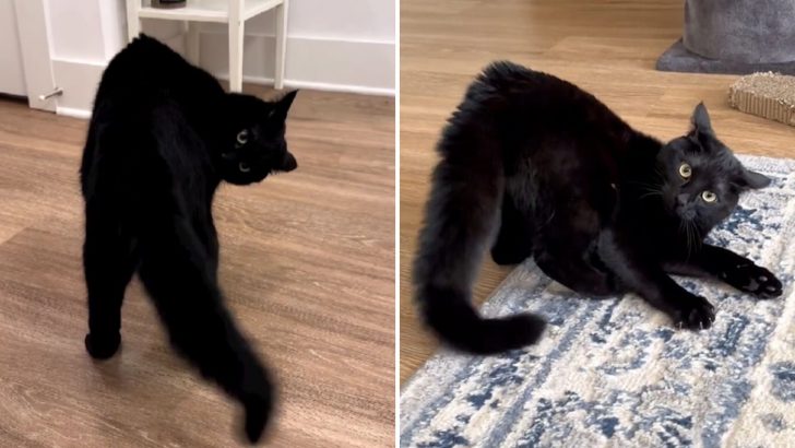 Lupin The House Panther Will Steal Your Heart With His Everyday Quirks