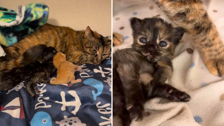 Helpless Cat Gives Birth To Three Fragile Kittens, But What Happens Next Will Make You Cry