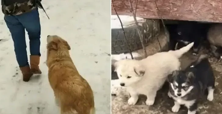 Heroic Mama Dog Seeks Help for Her Puppies in Harsh Winter Weather