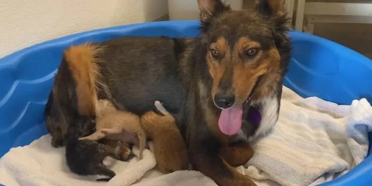 Mother Dog Recovers by Adopting Kittens After Losing Her Puppies