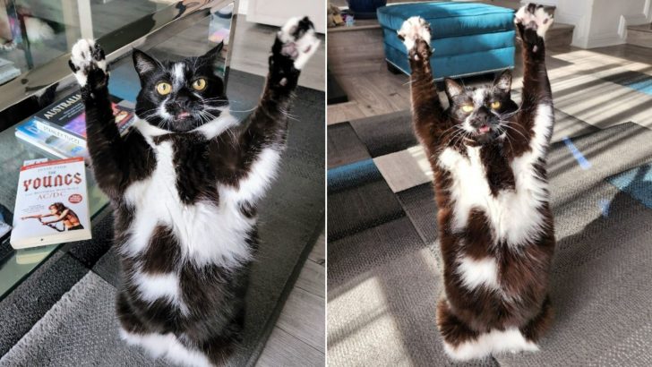 This Californian Kitty Has The Cutest Talent That Will Surely Put A Smile On Your Face