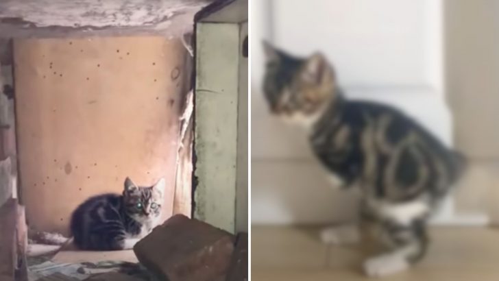 Man Found An Abandoned Kitten But Soon Learned Something Soul-Crushing