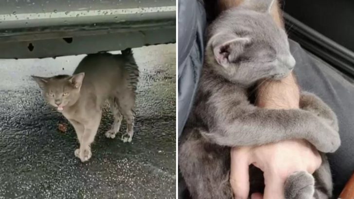 Man Saves Starving Kitten Found On The Street And Now It Won’t Leave His Side