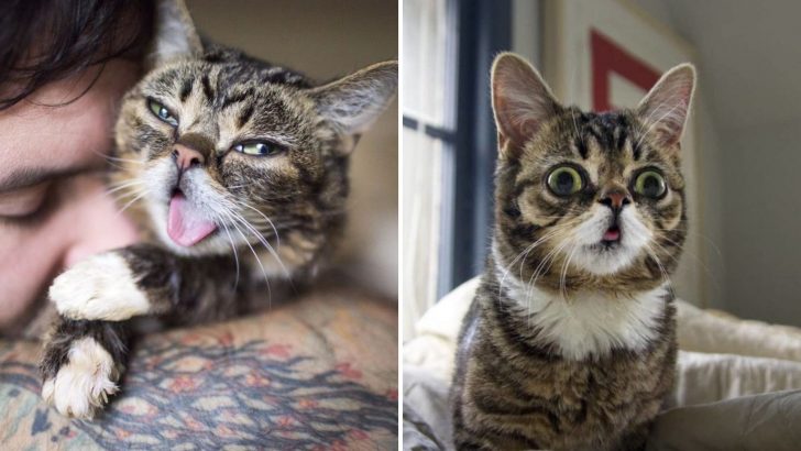 Man Finds Unique Kitty Hidden In An Old Tool Shed Realizing Later Just How Special She Actually Is