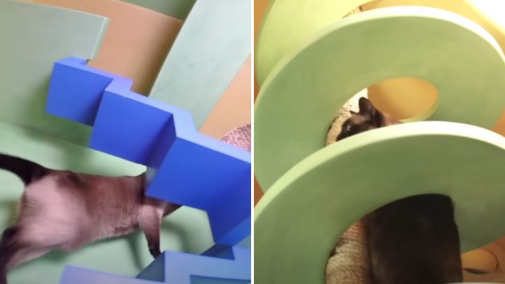 Man Spends Thousands Of Dollars Transforming His House Into A Cat Paradise