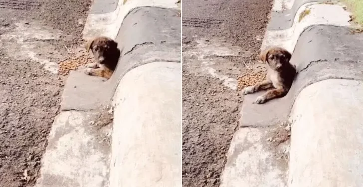 Man Discovers a Charming Face Peering from a Drain Pipe and Realizes He’s Met His Perfect Canine Companion