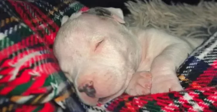 Kind-Hearted Man Saves Blind Puppy On Brink Of Euthanasia